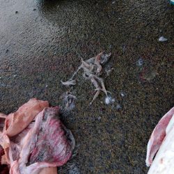 全く食い気がない中で