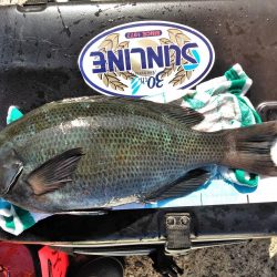 グレ5匹・・・・