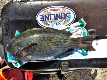 グレ5匹・・・・