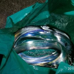 南港フェリーヘチ釣り (タチウオ釣り F4~F3 96cm!! 釣果有り)