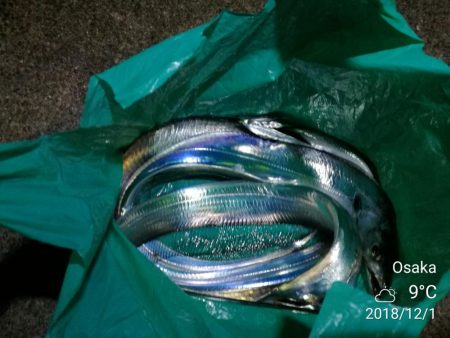 南港フェリーヘチ釣り （タチウオ釣り F4…