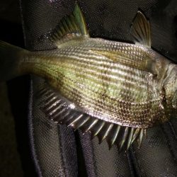 爆風メバリング