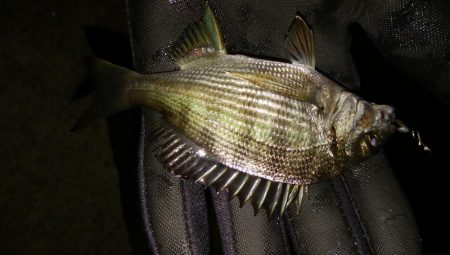 爆風メバリング