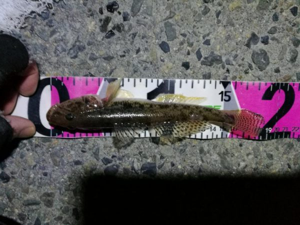 南港カモメ大橋ヘチ釣行 （ガシラ、ハゼ、小…