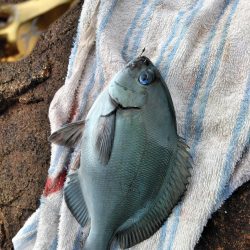 コッパ入れ食い・