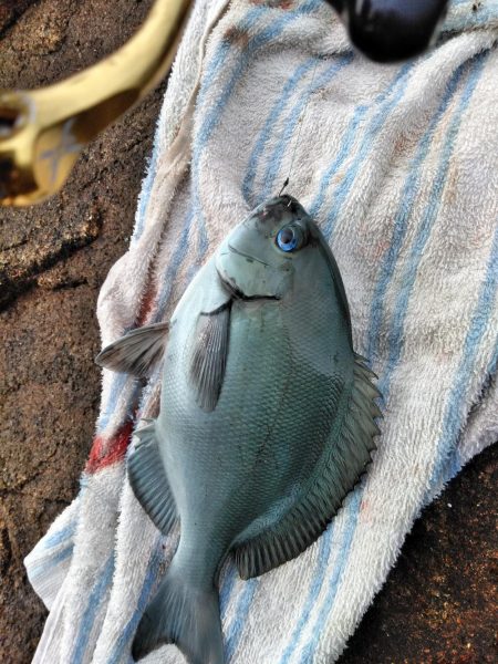 コッパ入れ食い・