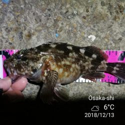 南港カモメ大橋ヘチ釣行 (激サム好釣果!キビレ44cm!、ガシラ、シーバス 釣果有り)
