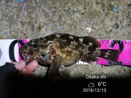 南港カモメ大橋ヘチ釣行 (激サム好釣果!キビレ44cm!、ガシラ、シーバス 釣果有り)
