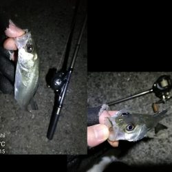 南港フェリーヘチ釣り (好釣果!キビレチヌ:46cm、42cm、41cm,黒メバル 釣果有り)