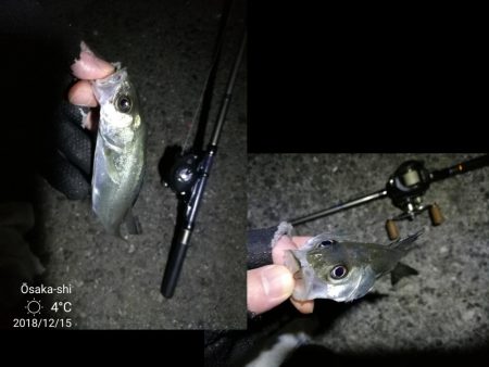 南港フェリーヘチ釣り (好釣果!キビレチヌ:46cm、42cm、41cm,黒メバル 釣果有り)