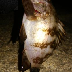 メバリングアジング