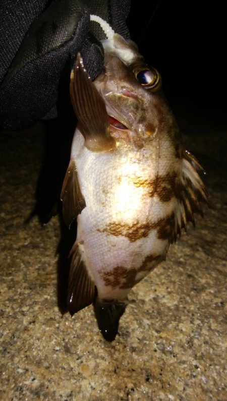 メバリングアジング