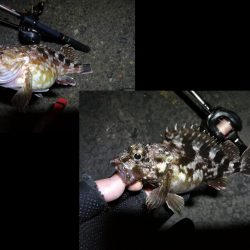 南港フェリーヘチ釣り （続好釣果！キビレチヌ:49cm！と35cm，ガシラ 釣果有り）