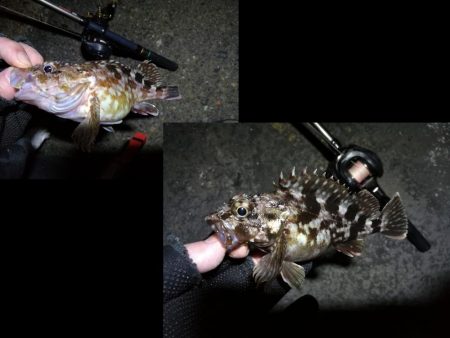 南港フェリーヘチ釣り （続好釣果！キビレチヌ:49cm！と35cm，ガシラ 釣果有り）