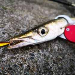 早朝の沖縄！長い魚だけヒットです。