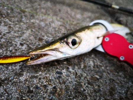 早朝の沖縄！長い魚だけヒットです。