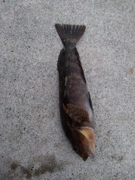 夜釣り〜朝まずめまで