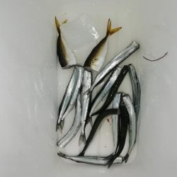 たびたびサヨリ～