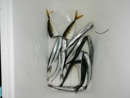 たびたびサヨリ～