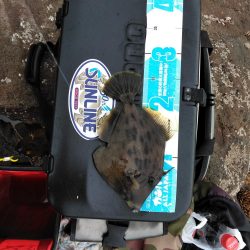 コッパグレ・ハゲ・・・・