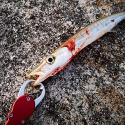 青物は釣れなくなり、長いのは高活性