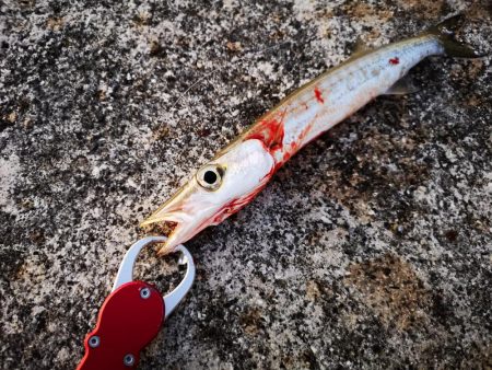 青物は釣れなくなり、長いのは高活性