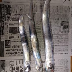 久しぶりの釣果