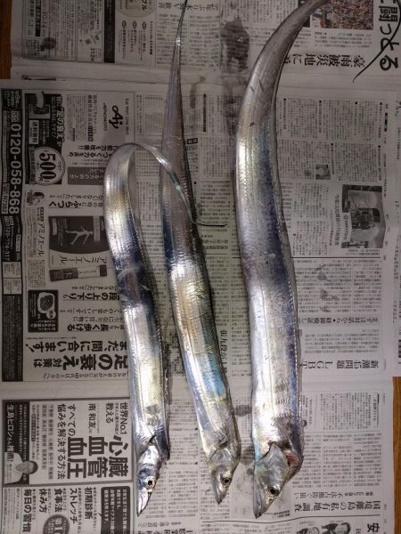 久しぶりの釣果