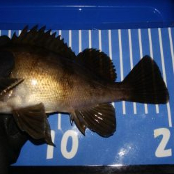 小雨メバリング