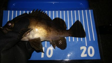 小雨メバリング