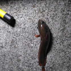 ドンコパーティー