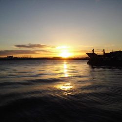 まだまだタチウオ居てますね