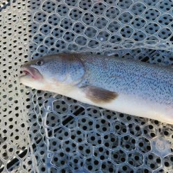 人生二本目のイトウをゲット！