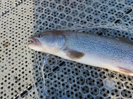 人生二本目のイトウをゲット！