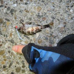 メバルシーズンインを確認！