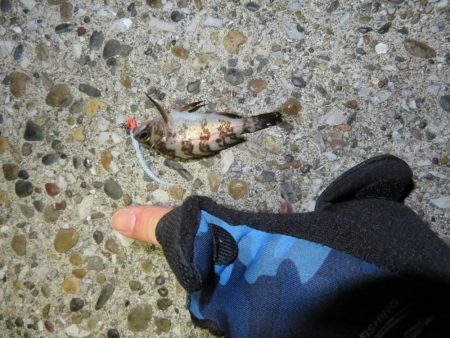 メバルシーズンインを確認！