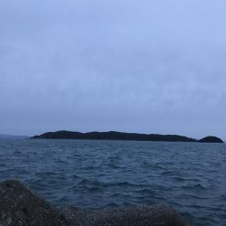 サゴシだけでも嬉しい