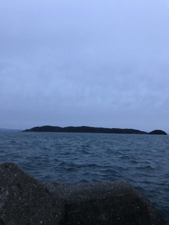 サゴシだけでも嬉しい