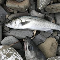 初めてのスズキ