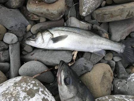 初めてのスズキ