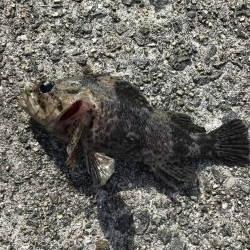 釣り納めメバリング