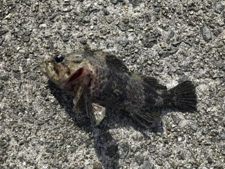 釣り納めメバリング