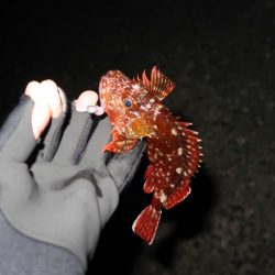 東風の時は川奈港。