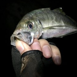 サタデーナイトフィーバー!!