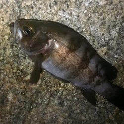 爆風爆釣メバリング!