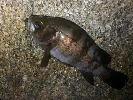 爆風爆釣メバリング!