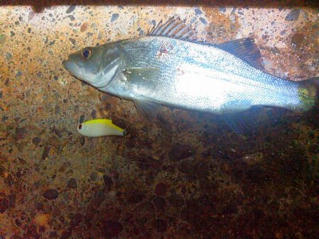 浜名湖シーバスナイトゲーム