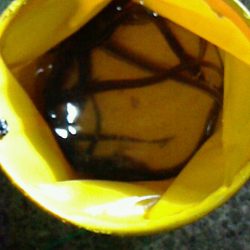 ブラクリでアナゴ