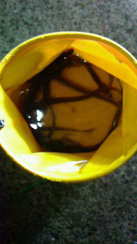 ブラクリでアナゴ