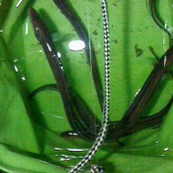 雨の中アナゴ釣り